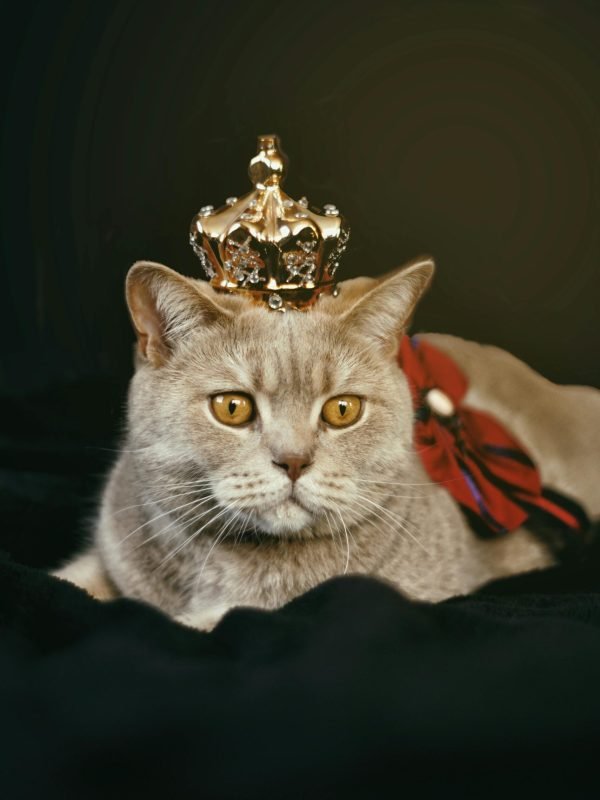 pexels-katarzyna-modrzejewska-495044-1314550